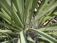 Yucca baccata brevifolia