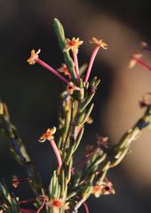 Struthiola eckloniana