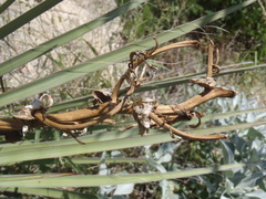 Yucca baccata brevifolia