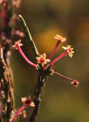 Struthiola eckloniana