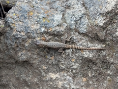 Sceloporus megalepidurus