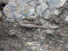 Sceloporus megalepidurus