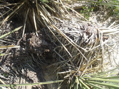 Yucca baccata brevifolia