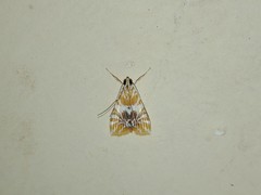 Macaretaera hesperis