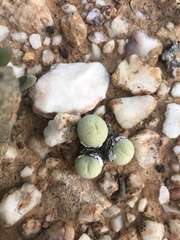 Conophytum calculus