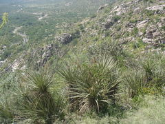 Yucca baccata brevifolia