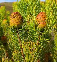 Leucadendron teretifolium