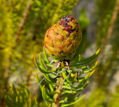 Leucadendron teretifolium