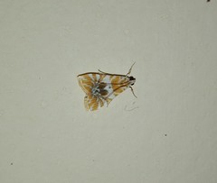 Macaretaera hesperis