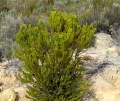 Leucadendron teretifolium