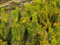 Leucadendron teretifolium