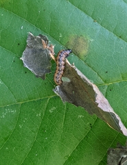 Omphalocera munroei