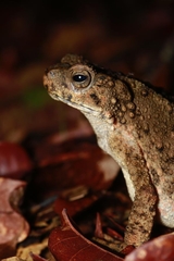 Phrynoidis juxtasper