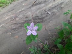 Ruellia prostrata