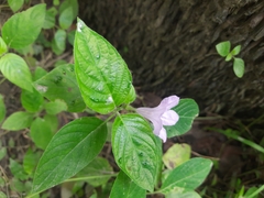 Ruellia prostrata