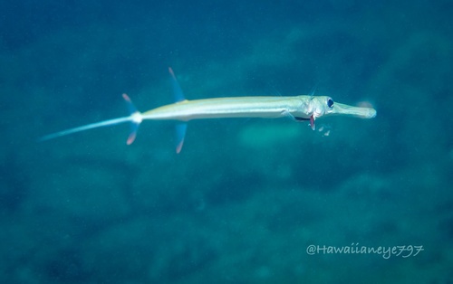 Blue-spotted Cornetfish