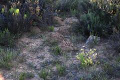 Cryptomys hottentotus