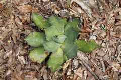 Agave cupreata