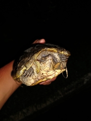 Kinosternon herrerai