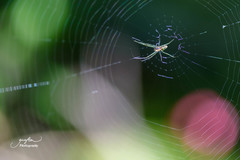 Leucauge regnyi