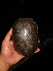 Kinosternon herrerai