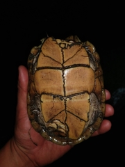 Kinosternon herrerai