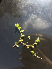 Gonocarpus micranthus