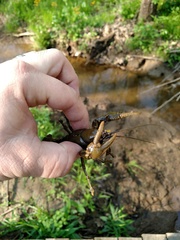 Cambarus bartonii cavatus