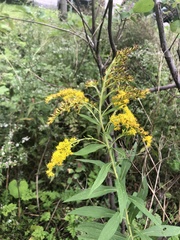 Solidago