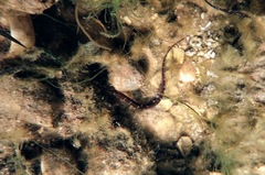 Pugnaso curtirostris