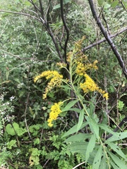 Solidago