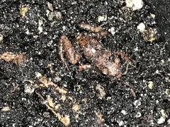 Eleutherodactylus planirostris