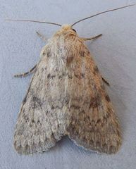 Homorthodes perturba