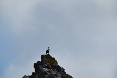 Phalacrocorax capillatus