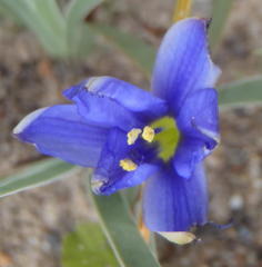 Aristea nana