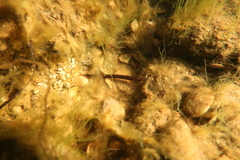 Pugnaso curtirostris