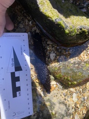 Holothuria leucospilota