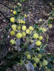 Acacia clandullensis