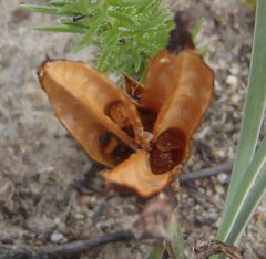 Aristea nana