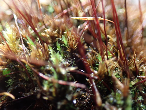 Image of Meesia uliginosa by no rights reserved