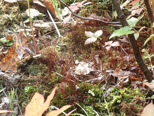 Image of Meesia uliginosa by no rights reserved