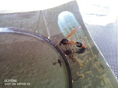 Delta xanthurum