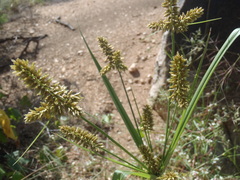 Cyperus mutisii