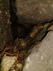 Eleutherodactylus cystignathoides