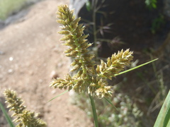 Cyperus mutisii