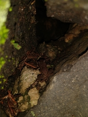 Eleutherodactylus cystignathoides