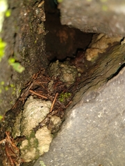 Eleutherodactylus cystignathoides