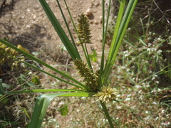 Cyperus mutisii