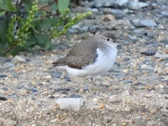 Actitis macularius