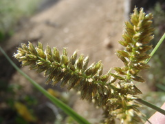 Cyperus mutisii